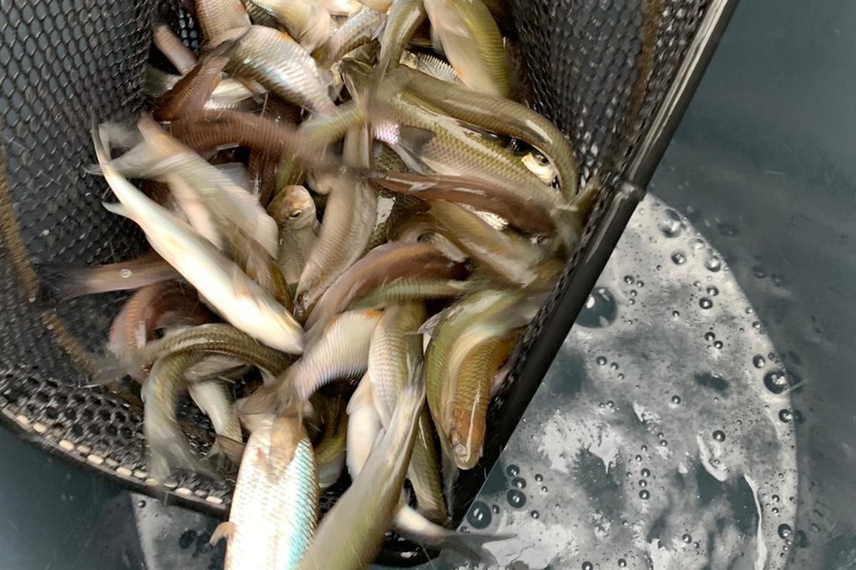 Devon and Cornwall fisheries to get a Christmas and New Year boost