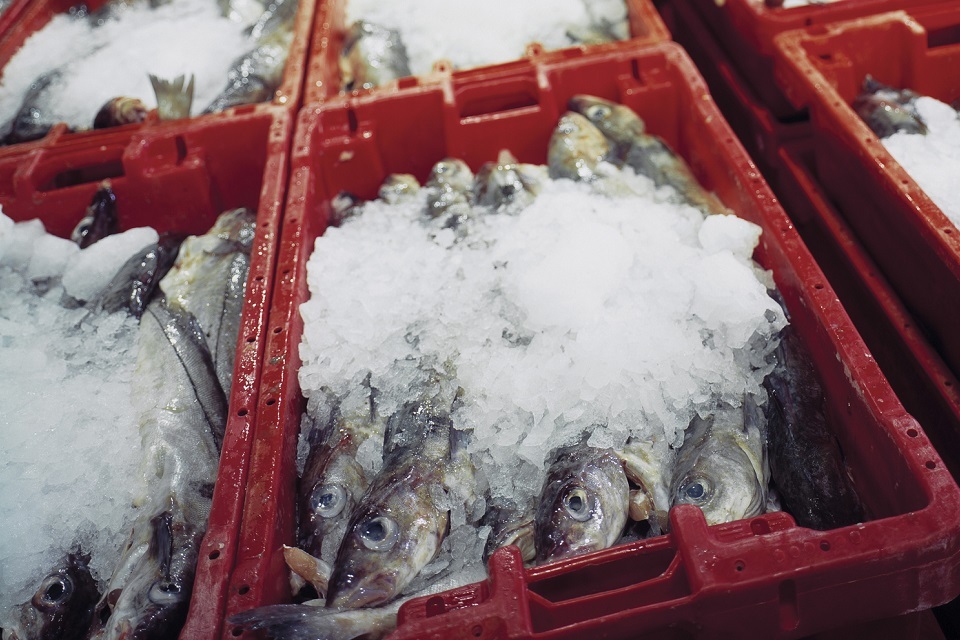 UK secures fishing access and quotas with Norway
