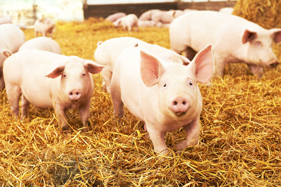 Withdrawal of marketing authorisations of veterinary medicines containing Zinc Oxide