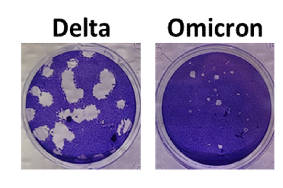 Two photos showing the results of the plaque assay; culture plates of Vero cells inoculated with either the Delta or Omicron variant of SARS-CoV-2 and stained with crystal violet, which stains only living cells.   