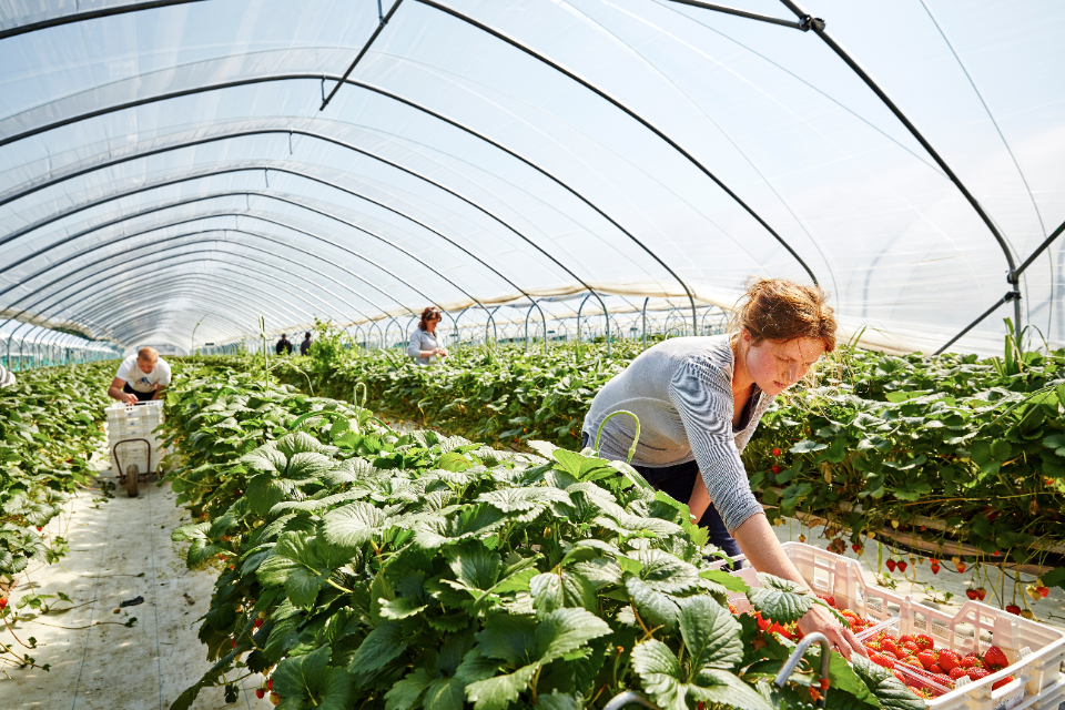 Industry given certainty around seasonal workers but told to focus on domestic workforce