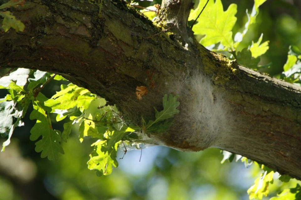 Oak processionary moth nest on an oak tree 