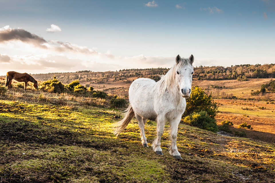 New Forest pony (photo credit: Thinkstock)
