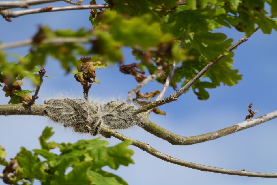 Forestry Commission strengthens support to manage oak tree pest
