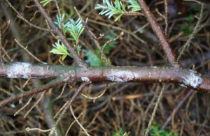 Resinous cankers on small branch