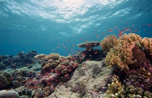 Underwater marine habitat and coral reef.
