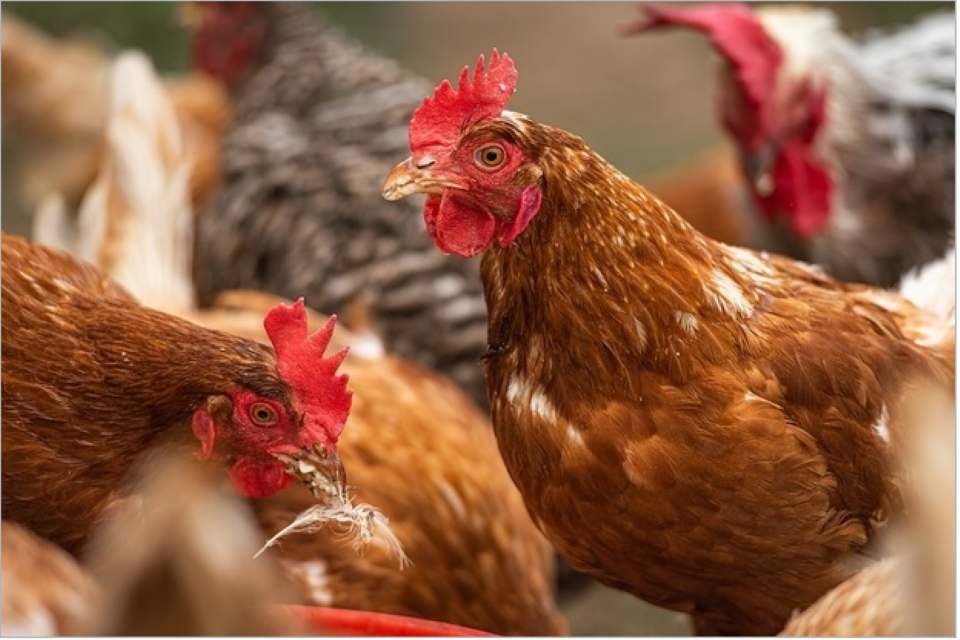 New Avian Influenza Licensing Service now available