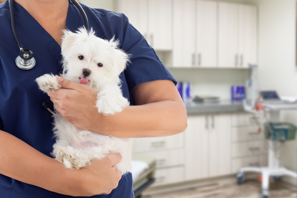 CVS takeover of The Vet raises competition concerns