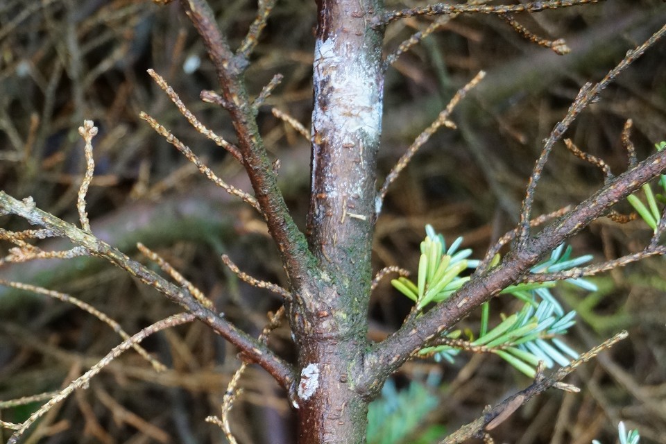 Forestry Commission takes robust action to combat spread of tree disease