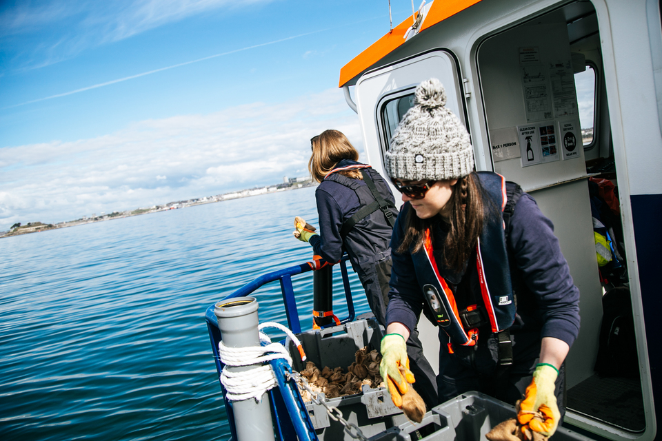 England’s largest seagrass restoration continues in Plymouth Sound