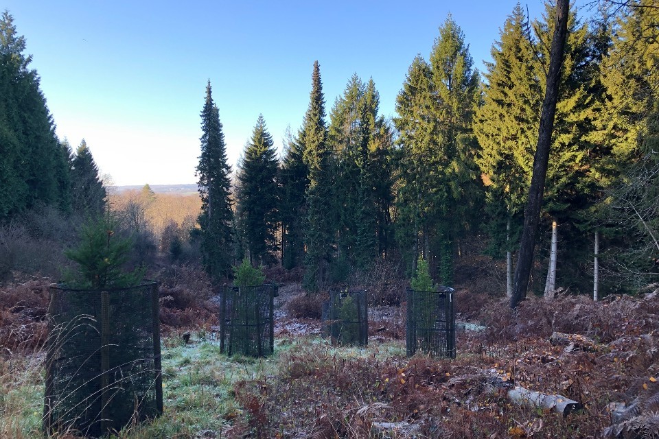 £10 million to provide long term income for woodland creation with fifth auction of Woodland Carbon Guarantee
