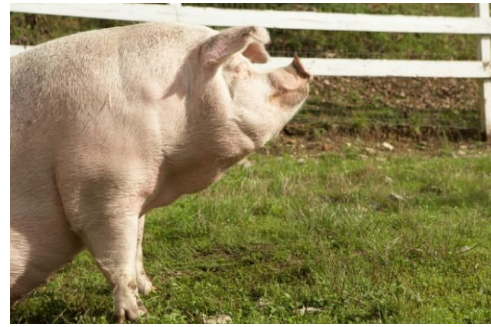 Chilean market opens to UK pork exports