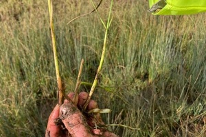 Hand holding the roots of a plant
