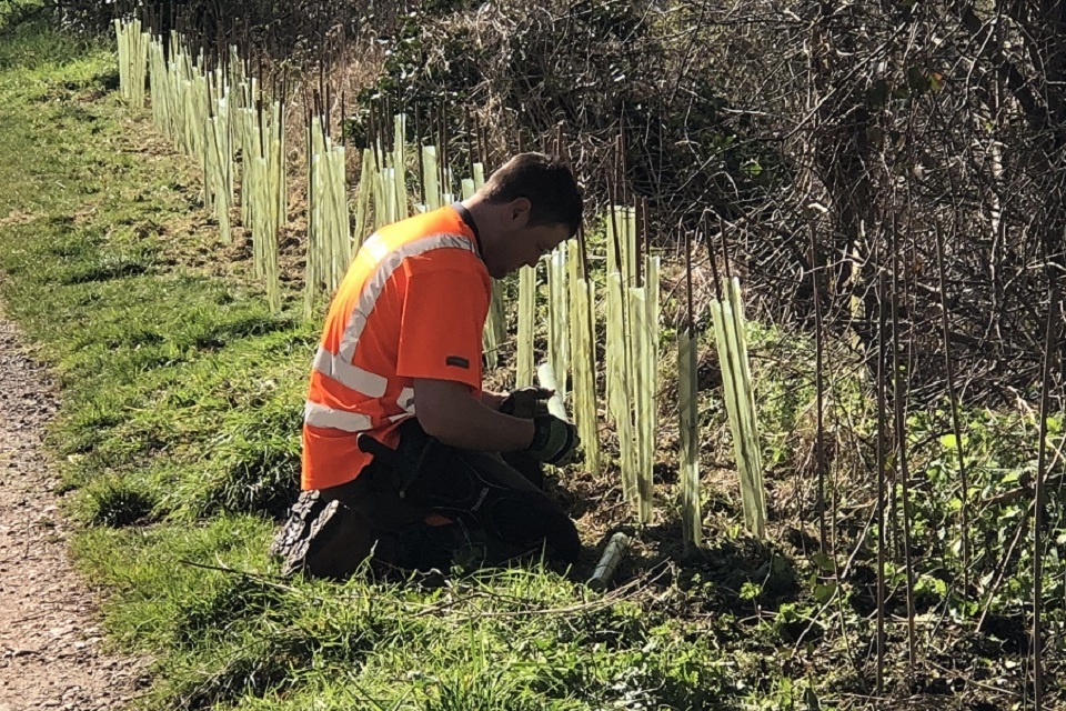 Man kneeling on ground while planting a hedgerow made up of plastic tubes