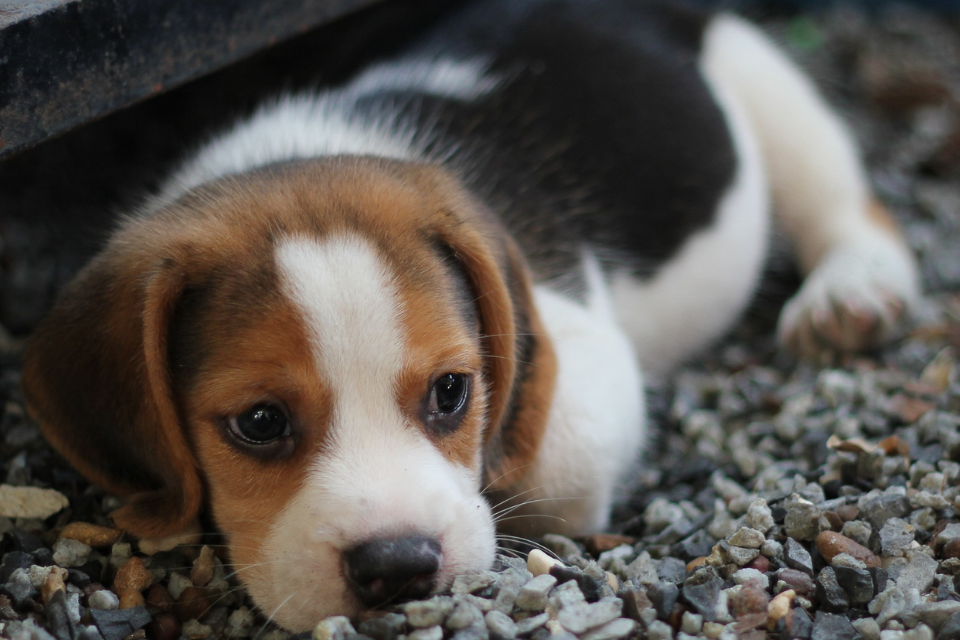 Reforms to pet microchipping regulations in England set out