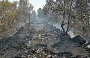 Peat and trees damaged from wildfires