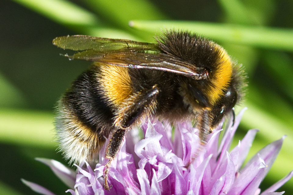 Bees’ Needs Awards Winners announced - GOV.UK