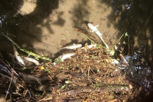 Dead fish lying on dirty river bed