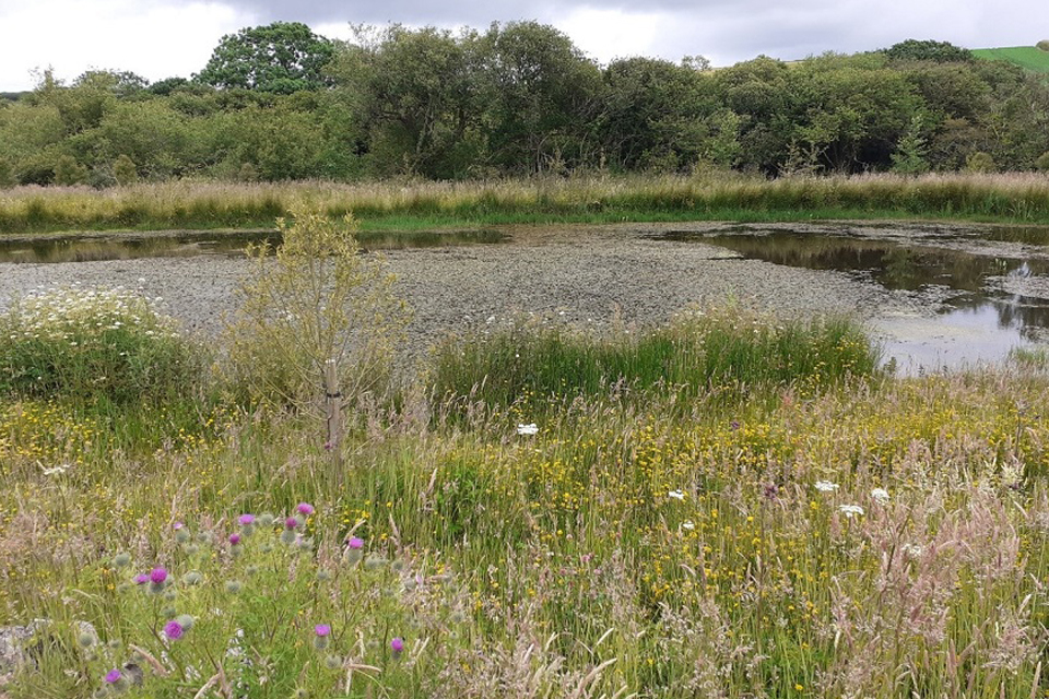 National Highways funding gives the ‘green’ light to Cornwall eco improvements
