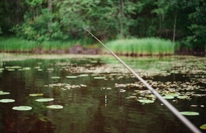 Picture of a fishing rod poised over a lake with floating lily pads, and greenery in the distance.