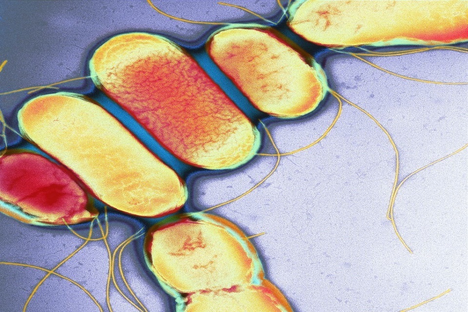 UKHSA update on salmonella cases linked to confectionary products