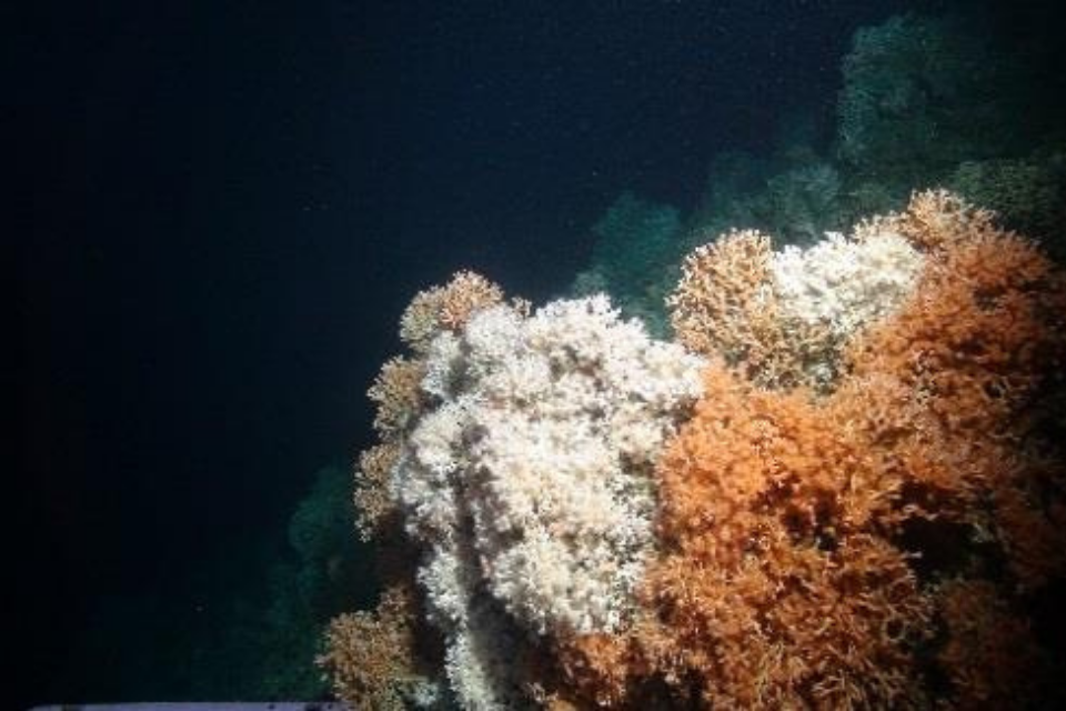 Government uses Brexit freedoms to protect our seas