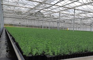 Tree saplings in a tree nursery.