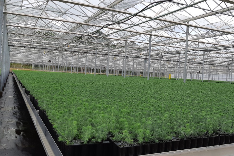 New pilot requirement for tree suppliers announced to strengthen UK biosecurity