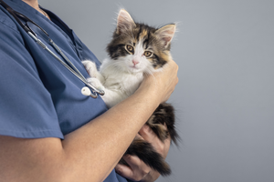 Vet holding a brown and white cat