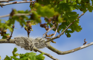 Close up of oak processionary moth caterpillars