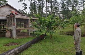 HMA looking at Scarlet Macaws in Honduras