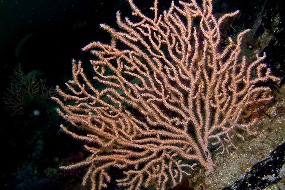 Call for Evidence launched to progress conservation efforts in 13 more Marine Protected Areas