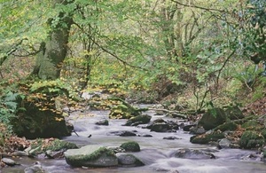 A stream