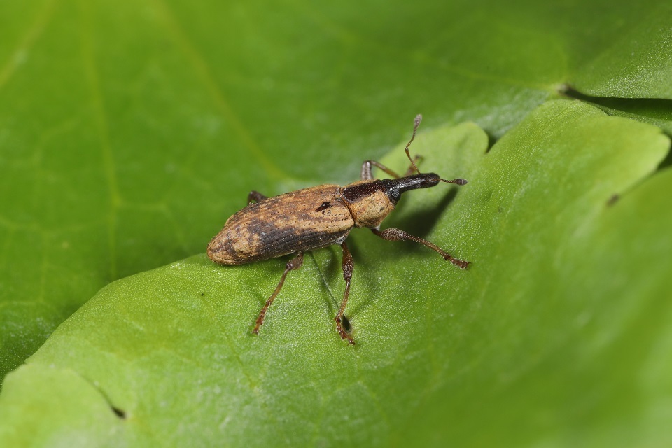 ‘Wonder Weevil’ released in fight against invasive floating pennywort