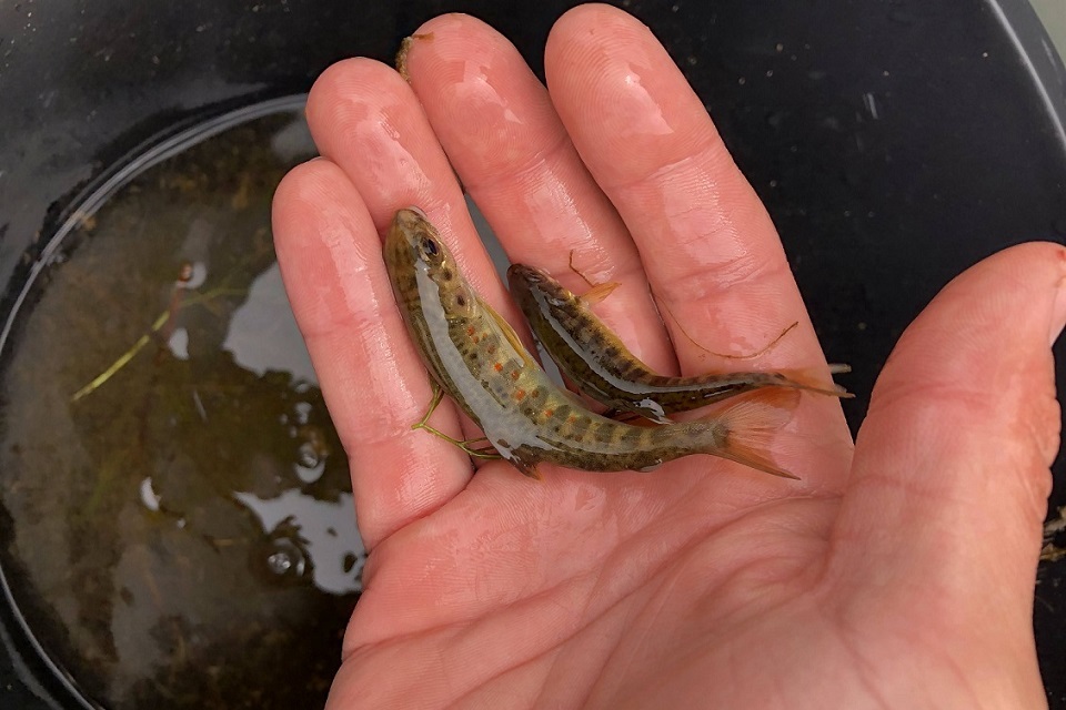 Stranded fish rescued in Northumberland