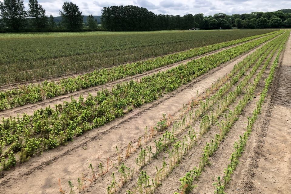 New grant to boost domestic tree production opens