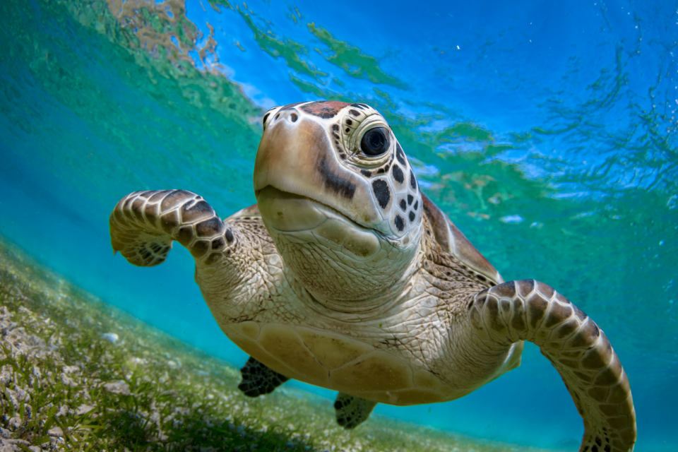 New funding to protect biodiversity in UK overseas territories