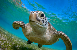 Green turtle swimming