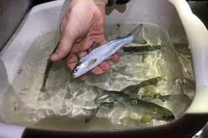 Small fish being held above a bowl containing several small fish