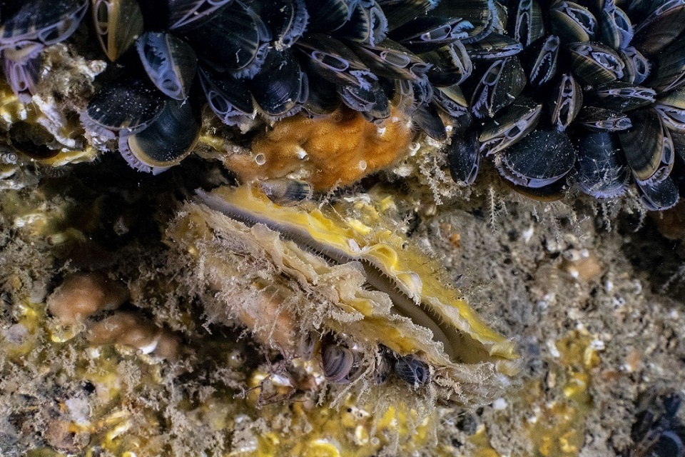 New tool to drive restoration of historic native oyster reefs