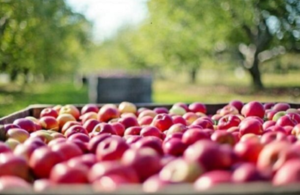 Picture of apples in a crate