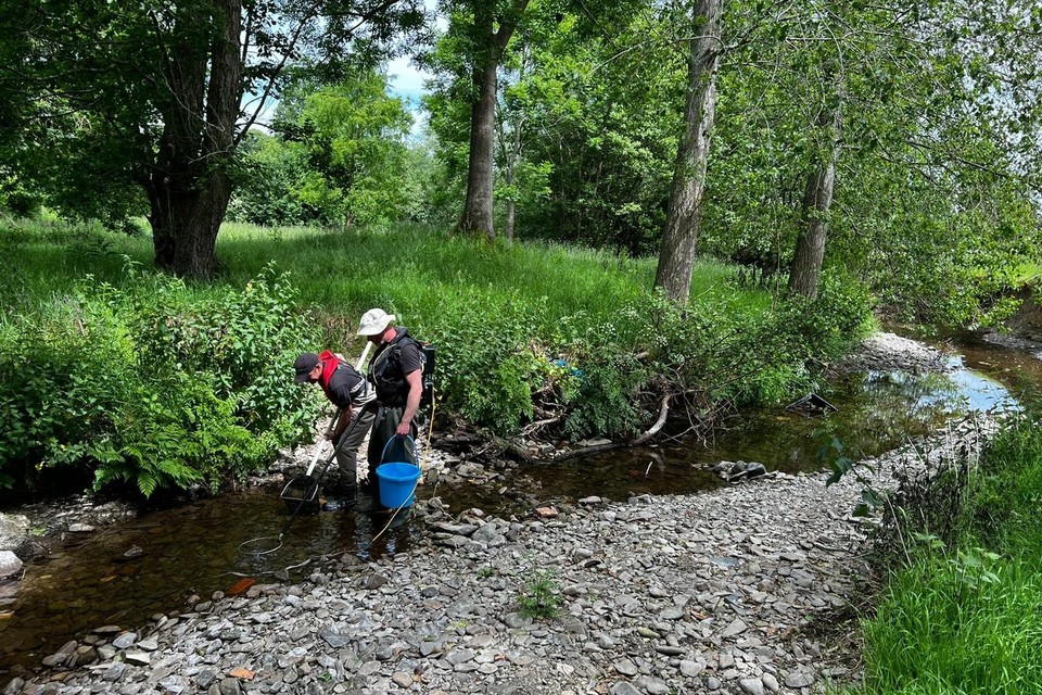 Environment Agency rescues stranded fish during dry weather