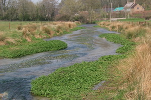 A winding stream with ranunculus growth and a house in the background