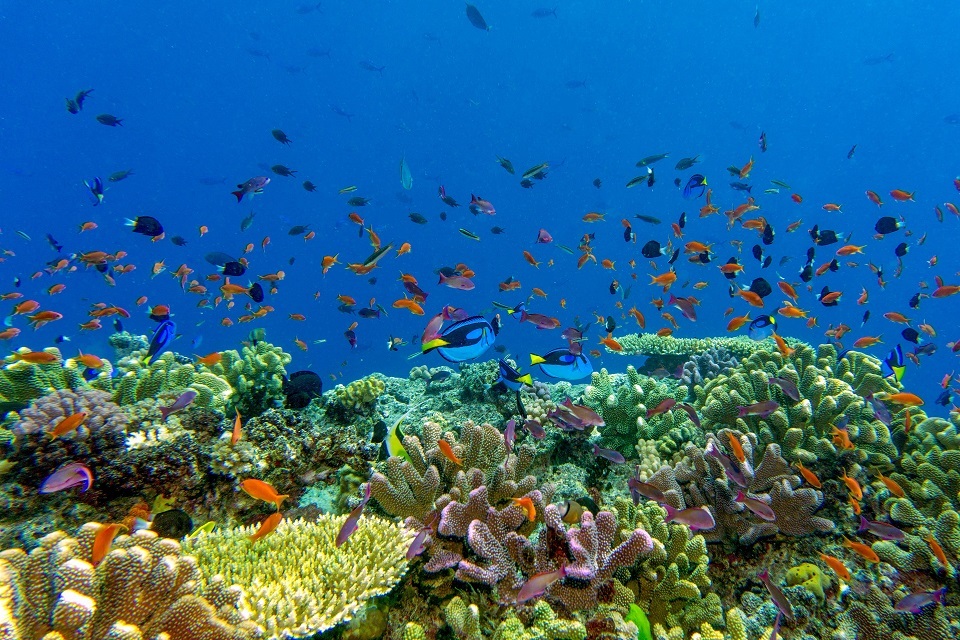 UK escalates support for global marine environment at UN Ocean Conference