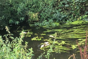 Зеленая коричневая река с мертвой рыбой, лежащей на поверхности