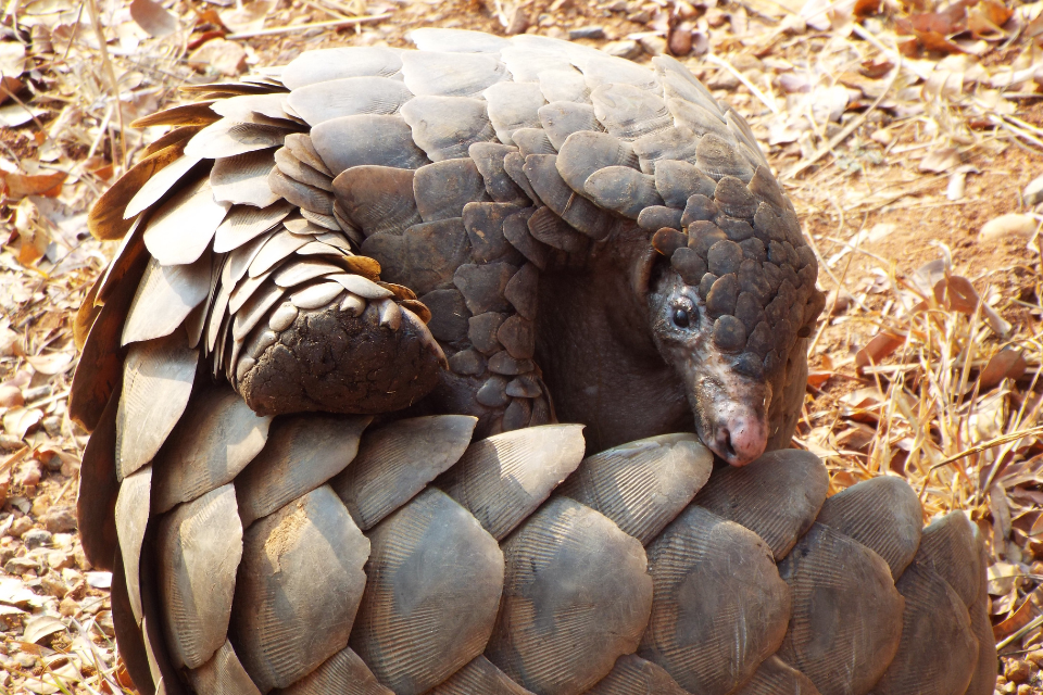 Bears, chimpanzees and pangolins to be better protected after new funding boost for world’s most endangered animals