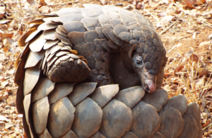 Rolled up pangolin