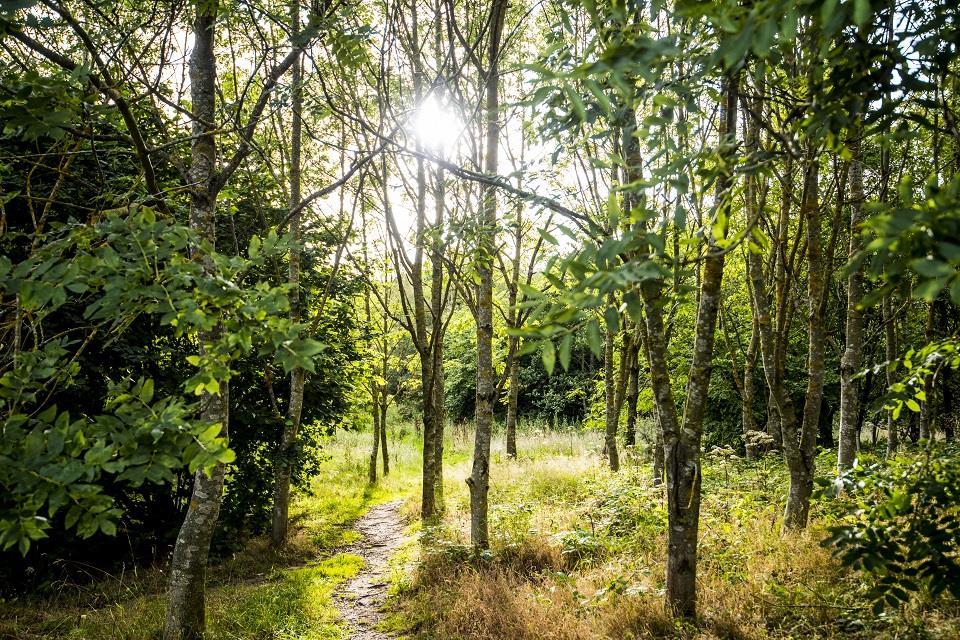 Forestry Commission: operational update