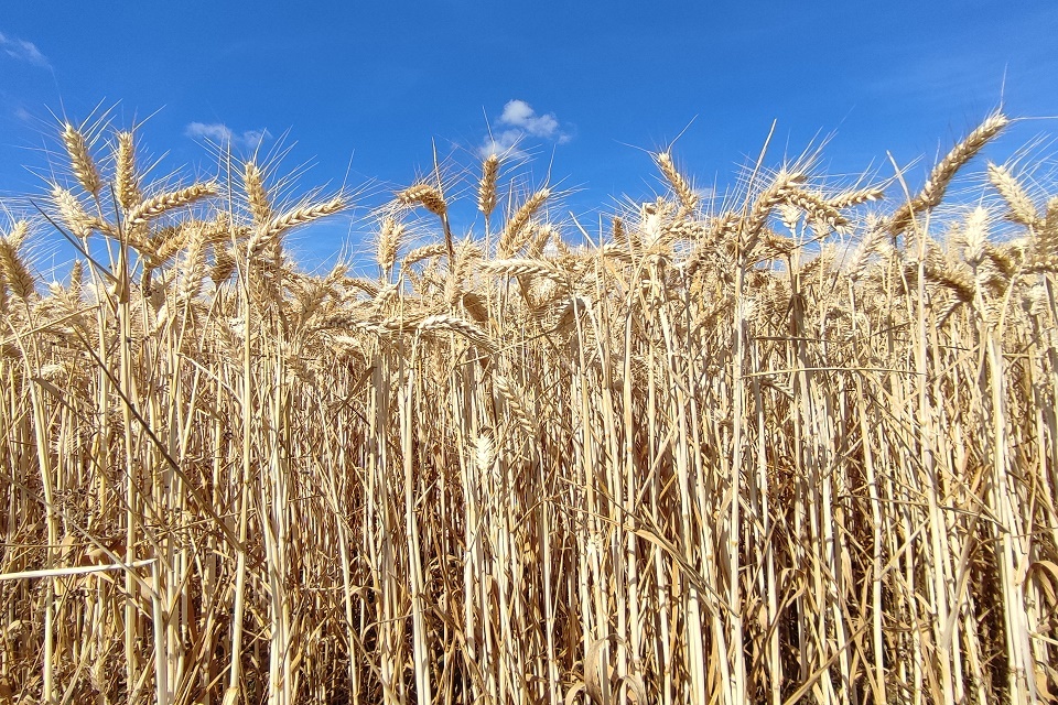 Foreign Secretary stresses the need for full implementation of important deal to get grain out of Ukraine