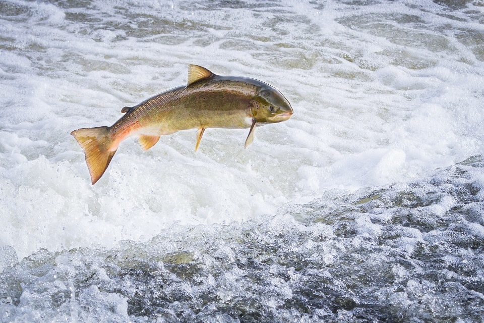 New report finds UK salmon stocks reaching crisis